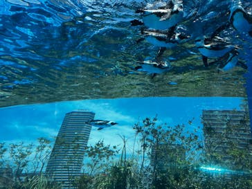 サンシャイン水族館に投稿された画像（2023/6/17）