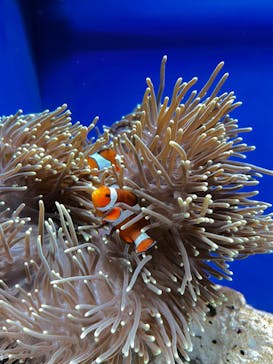 サンシャイン水族館に投稿された画像（2023/6/17）