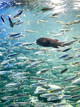 サンシャイン水族館に投稿された画像（2023/6/17）