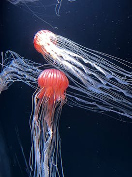 サンシャイン水族館に投稿された画像（2023/6/17）