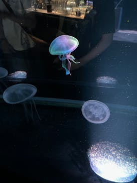 京都水族館に投稿された画像（2023/6/17）