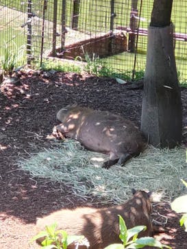 伊豆シャボテン動物公園に投稿された画像（2023/6/17）
