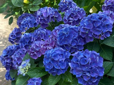 横浜イングリッシュガーデンに投稿された画像（2023/6/17）