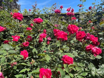 横浜イングリッシュガーデンに投稿された画像（2023/6/17）