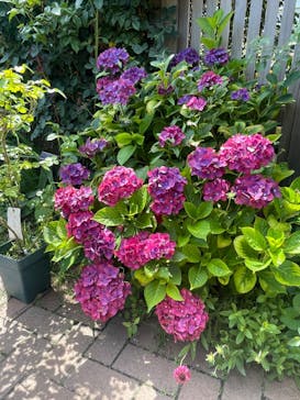 横浜イングリッシュガーデンに投稿された画像（2023/6/17）