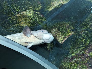 上越市立水族博物館 うみがたりに投稿された画像（2023/6/17）