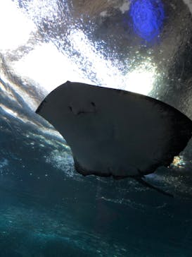 新江ノ島水族館に投稿された画像（2023/6/17）