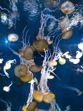 新江ノ島水族館に投稿された画像（2023/6/17）