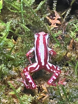 体感型動物園iZooに投稿された画像（2023/6/17）