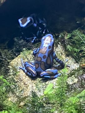 体感型動物園iZooに投稿された画像（2023/6/17）