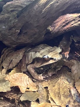 体感型動物園iZooに投稿された画像（2023/6/17）