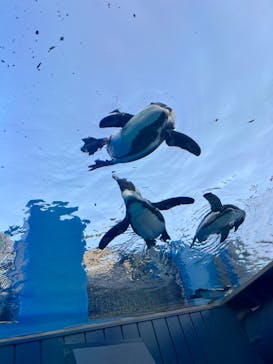 サンシャイン水族館に投稿された画像（2023/6/17）