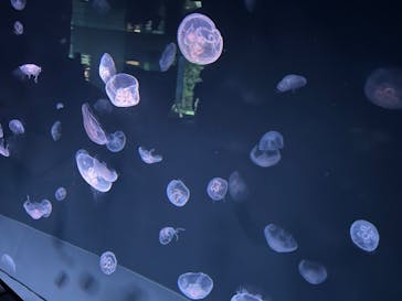 サンシャイン水族館に投稿された画像（2023/6/17）