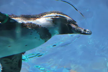 天王寺動物園に投稿された画像（2023/6/17）