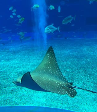 沖縄美ら海水族館に投稿された画像（2023/6/18）