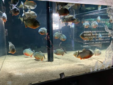 カワスイ 川崎⽔族館に投稿された画像（2023/6/18）