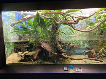 カワスイ 川崎⽔族館に投稿された画像（2023/6/18）