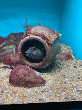 大分マリーンパレス水族館 「うみたまご」に投稿された画像（2023/6/18）