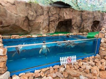 大分マリーンパレス水族館 「うみたまご」に投稿された画像（2023/6/18）