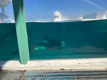 鴨川シーワールドに投稿された画像（2023/6/18）