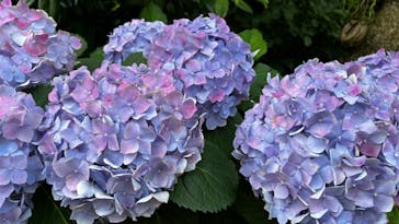 横浜イングリッシュガーデンに投稿された画像（2023/6/18）