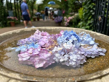 横浜イングリッシュガーデンに投稿された画像（2023/6/18）