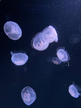 サンシャイン水族館に投稿された画像（2023/6/18）
