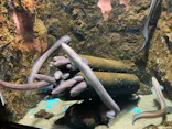 仙台うみの杜水族館に投稿された画像（2023/6/18）