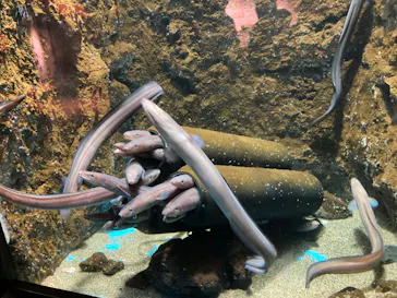 仙台うみの杜水族館に投稿された画像（2023/6/18）
