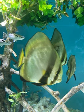 サンシャイン水族館に投稿された画像（2023/6/18）