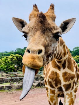 伊豆アニマルキングダムに投稿された画像（2023/6/18）