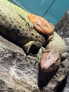 サンシャイン水族館に投稿された画像（2023/6/18）