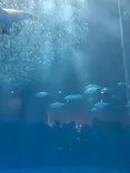 名古屋港水族館に投稿された画像（2023/6/18）