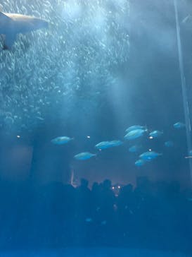 名古屋港水族館に投稿された画像（2023/6/18）
