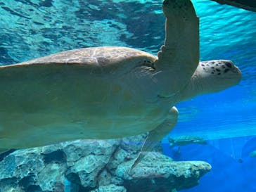 名古屋港水族館に投稿された画像（2023/6/18）