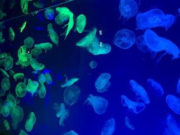 名古屋港水族館に投稿された画像（2023/6/18）