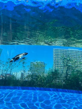 サンシャイン水族館に投稿された画像（2023/6/18）