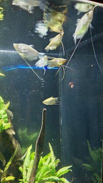 カワスイ 川崎⽔族館に投稿された画像（2023/6/18）