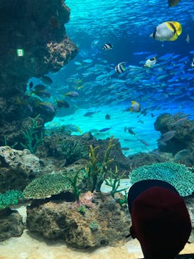 サンシャイン水族館に投稿された画像（2023/6/18）