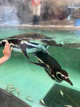 しながわ水族館に投稿された画像（2023/6/18）