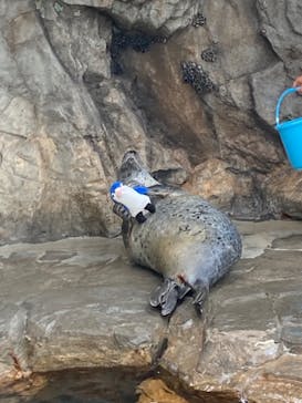 しながわ水族館に投稿された画像（2023/6/18）