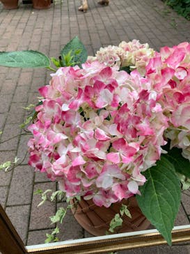 横浜イングリッシュガーデンに投稿された画像（2023/6/18）