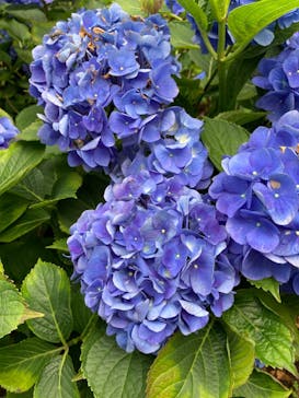 横浜イングリッシュガーデンに投稿された画像（2023/6/18）