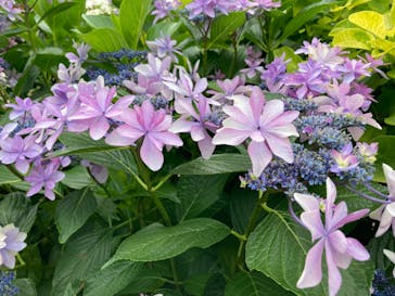 横浜イングリッシュガーデンに投稿された画像（2023/6/18）