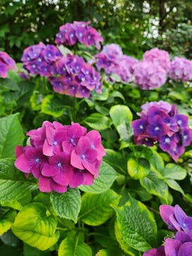 横浜イングリッシュガーデンに投稿された画像（2023/6/18）