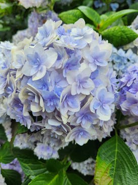 横浜イングリッシュガーデンに投稿された画像（2023/6/18）