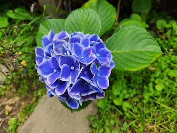 横浜イングリッシュガーデンに投稿された画像（2023/6/18）