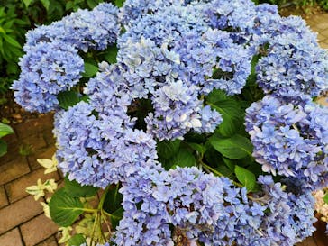 横浜イングリッシュガーデンに投稿された画像（2023/6/18）