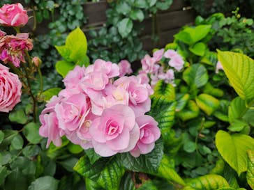 横浜イングリッシュガーデンに投稿された画像（2023/6/18）