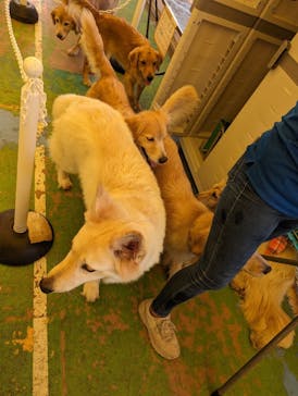 つくばわんわんランドに投稿された画像（2023/6/18）